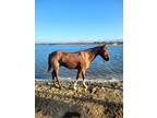 My Gelding Leo Is Looking For A New Home He Is 10 Yo And 141hh He Is Built Small Kids Ride Him He Rides Double And Bareback Leo Has Done Gymkhanas And