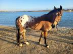 Cameron Is A Nice Ranch Gelding That Is Looking For A New Home He Is A Dark Bay Spotted Blanket Appaloosa He Stands At 15hh He Is 10 Yo And A Great Wo