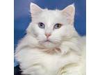 Adopt Bent A White Turkish Angora / Domestic Shorthair / Mixed Cat In Houston