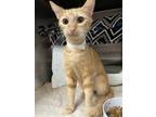 Adopt Cloud A Orange Or Red Domestic Shorthair / Domestic Shorthair / Mixed Cat
