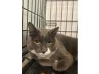 Adopt Mariana a Spotted Tabby/Leopard Spotted Domestic Shorthair / Mixed cat in