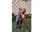 Adopt PEX a Brown/Chocolate American Pit Bull Terrier / Doberman Pinscher /