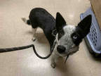 Adopt SKYLAR a Black Australian Cattle Dog / Mixed dog in Bonita, CA (35102602)