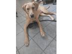 Adopt Kazu a Tan/Yellow/Fawn Hound (Unknown Type) / Mixed dog in Guelph