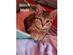 Adopt Stitch A Tan Or Fawn Ocicat / Mixed (medium Coat) Cat In Midlothian