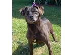 Adopt Max a Brindle Jack Russell Terrier / Mixed dog in Batavia, NY (35099702)