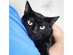 Adopt Hedwig a All Black Domestic Shorthair / Domestic Shorthair / Mixed cat in