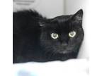 Adopt Tulip a All Black Domestic Shorthair / Domestic Shorthair / Mixed cat in