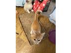 Adopt Daffodil a Orange or Red (Mostly) Domestic Shorthair / Mixed (short coat)