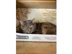 Adopt Katie a Orange or Red Tabby Domestic Shorthair / Mixed (short coat) cat in