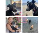 Adopt Luna a Black - with White Blue Heeler / Border Collie / Mixed dog in San