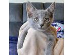 Adopt Citrine a Gray or Blue Russian Blue / Mixed cat in Fairfax, VA (35100331)