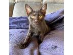 Adopt Tourmaline a All Black Domestic Shorthair / Mixed cat in Fairfax