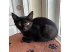 Adopt Obsidian a All Black Domestic Shorthair / Mixed cat in Fairfax