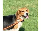 Adopt DAISY a Beagle