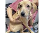 Adopt TUSC-Stray-tu3454 a Labrador Retriever, Hound