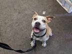 Adopt PEACHES a Staffordshire Bull Terrier, Mixed Breed