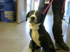 Adopt LEVI a Border Collie, Mixed Breed