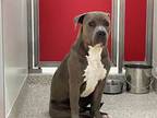 Adopt BALOO* a Pit Bull Terrier, Mixed Breed