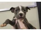Adopt A565155 a Pit Bull Terrier, Mixed Breed
