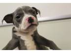 Adopt A565158 a Pit Bull Terrier, Mixed Breed