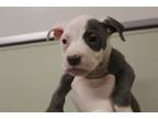 Adopt A565156 a Pit Bull Terrier, Mixed Breed