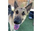 Adopt (REN) AVAILABLE JUL 05 2022 a German Shepherd Dog