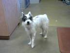 Adopt A814237 a Parson Russell Terrier