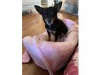 Adopt LUCIA a Rat Terrier, Mixed Breed
