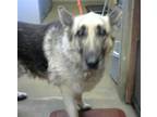 Adopt A814526 a German Shepherd Dog