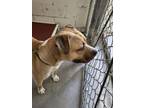 Adopt A122705 a Pit Bull Terrier
