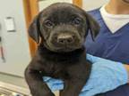 Adopt A193739 a Labrador Retriever, Mixed Breed