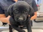 Adopt A193740 a Labrador Retriever, Mixed Breed