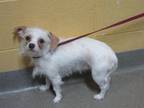 Adopt TAHSHI a Yorkshire Terrier, Mixed Breed