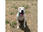 Adopt Pearl A Pit Bull Terrier