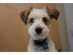 Adopt COOPER a Parson Russell Terrier, Poodle