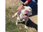 Adopt Roxy A Terrier, Pit Bull Terrier