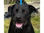 Adopt Duke #60 a Black Labrador Retriever