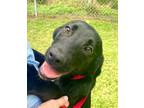 Adopt Celia #2 a Black Labrador Retriever