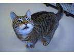 Adopt Collette a Tabby, Domestic Short Hair