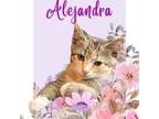 Adopt Alejandra a American Shorthair