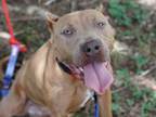 Adopt COCO A Pit Bull Terrier