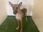 Adopt A1102815 a German Shepherd Dog