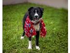 Adopt LUCKY CHARMS a Border Collie, Mixed Breed