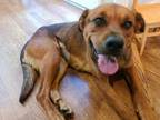 Adopt RASPBERRY a German Shepherd Dog, Pit Bull Terrier