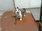 Adopt TALLULAH a Cairn Terrier