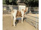 Beautiful Palomino Paint Gelding 16 Hands And Stocky Broke And Super Willing And Kind Just Needs Miles Perfect Mans Horse As He Is A Big Boy Big And S