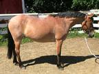 Gorgeous roan sport pony mare