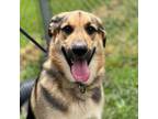 Adopt Drax a German Shepherd Dog, Golden Retriever