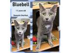 Adopt Bluebell a Domestic Short Hair